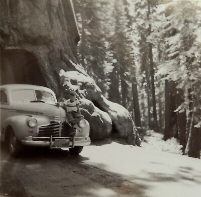 1940s ORIGINAL PHOTO 1941 CHEVY DRIVING THROUGH CA SEQUOIA IN YOSEMITE 1A6 $7.99